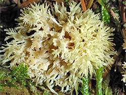 Crested coral