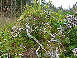 Heath plants