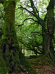 Mossy trees