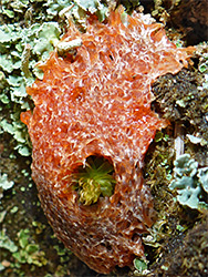 Red slime mold