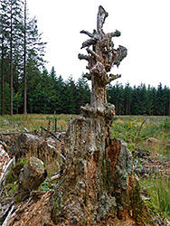 Rotten stump