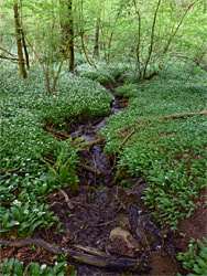 Stream from Ffynnon Gruffydd