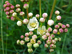 Filipendula vulgaris