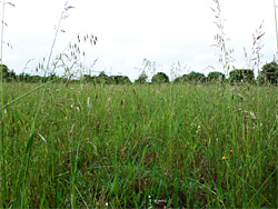 Long grass