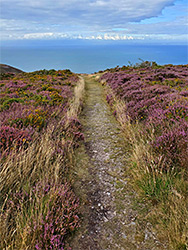 Path through heather