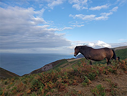 Exmoor pony