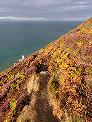 Sun on bracken