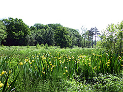 Iris, and many other plants