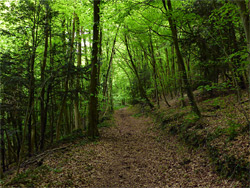 Track through the woods