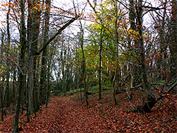 Path in late autumn