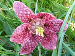 Fritillaria meleagris