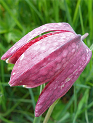 Bell-shaped flower