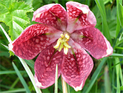 Red-purple sepals