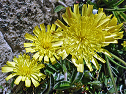 Mouse-ear hawkweed