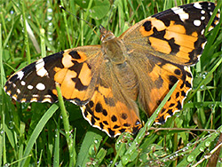 Painted lady