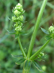 Hedge bedstraw