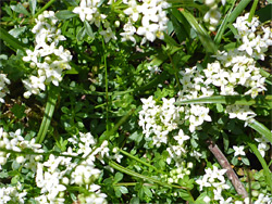 Galium saxatile