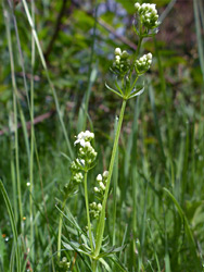 White flowers