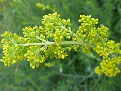 Lady's bedstraw