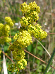 Lady's bedstraw