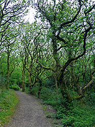 Trees along the coast path