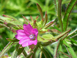 Cut-leaved geranium