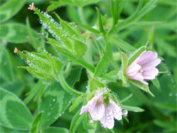 Pale pink flowers