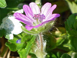 Dove's-foot cranesbill