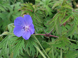 Meadow crane's-bill