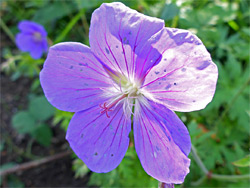 Meadow cranesbill