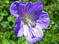 Blue-purple petals