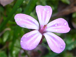 Herb robert