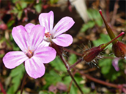 Two flowers