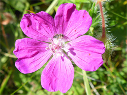 Geranium sanguineum