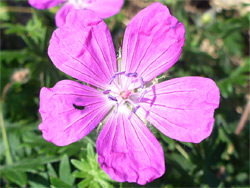 Bloody cranesbill