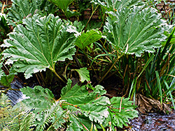 Giant rhubarb