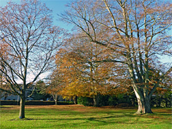 Autumnal trees