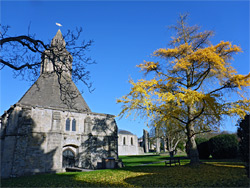 Yellow-leafed tree