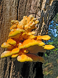 Chicken of the woods