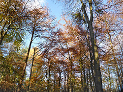 Beech and larch