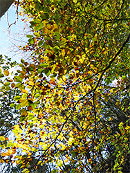 Beech leaves