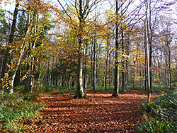 Clearing in the woods