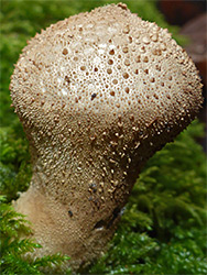 Common puffball