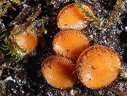 Eyelash fungus