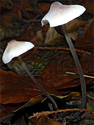 Grooved bonnet