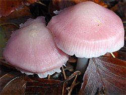 Lilac bonnet