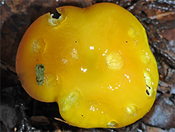 Oily waxcap