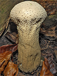 Pestle puffball