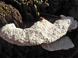 White cheese polypore