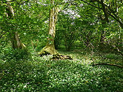 Wild garlic